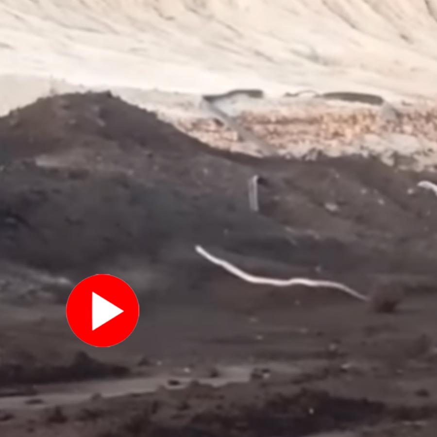 Video of 15 feet white cobra found in coal mine in Tamil Nadu goes viral dgtl