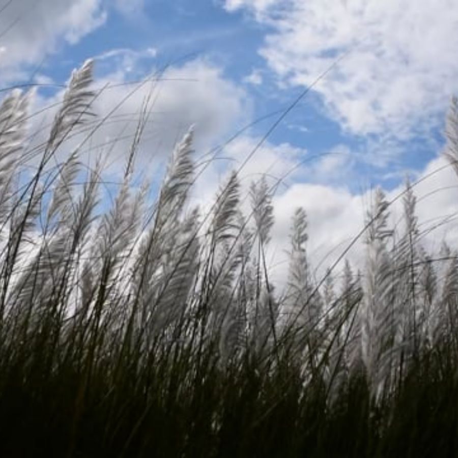 পুজো এলেই সবার মনটা কেমন করে, তাই না? আকাশে তুলো তুলো মেঘ উড়ে বেড়াচ্ছে, বাগানে শিউলি ফুলের মিষ্টি গন্ধ আর কানে ভেসে আসা ঢাকের বাদ্যি—এই তিনের মিশেলে পুজো কেবল একটা উৎসব নয়, বরং একরাশ ভাল লাগা। দুর্গাপুজোর দিনগুলো মানেই তাই আড্ডা, খাওয়াদাওয়া আর অতিথি সমাগম। 