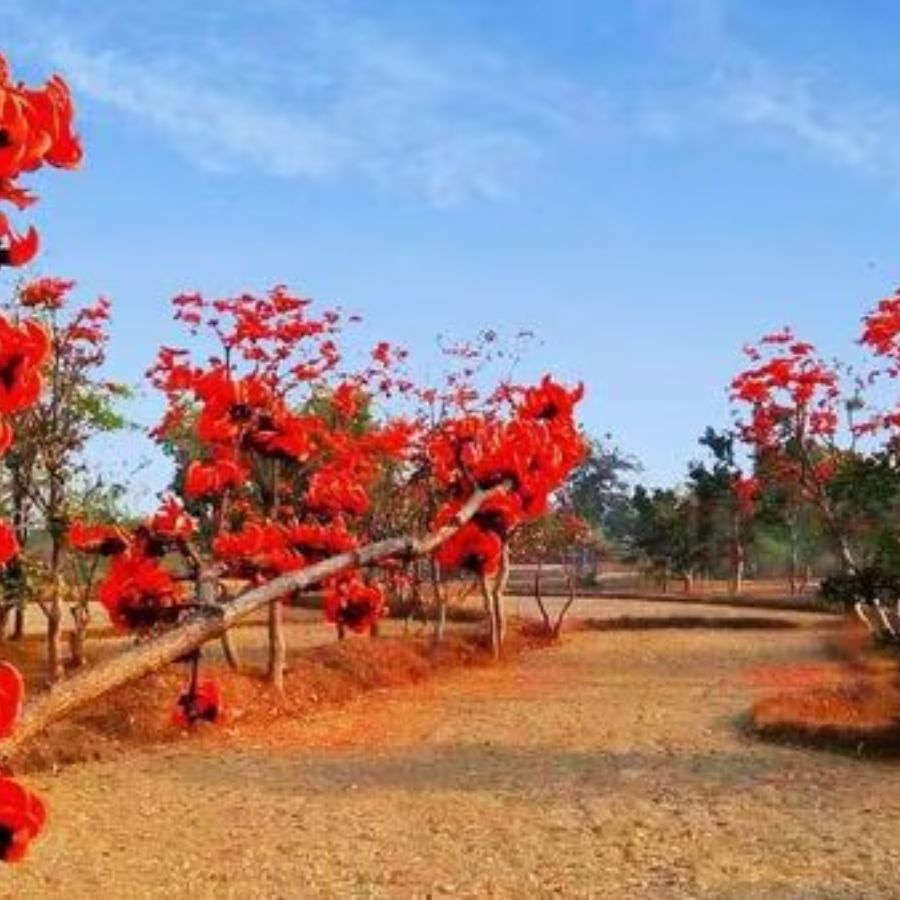 ২. ঝাড়গ্রামের পুজো: ঝাড়গ্রাম তার ঘন শাল এবং মহুয়া বনের জন্য বিখ্যাত। এখানে পুজো দেখা এক অন্য রকম অভিজ্ঞতা।
