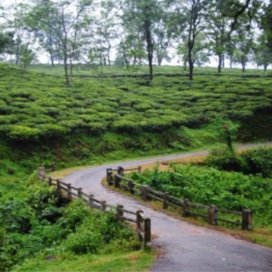 ৪. ডুয়ার্সের পুজো: ডুয়ার্সের চা বাগান এবং ঘন অরণ্য পুজোর সময় এক অন্য রকম রূপ ধারণ করে।  চা বাগানের পুজো: ডুয়ার্সের বিভিন্ন চা বাগানে পুজোর সময় বিশেষ আয়োজন করা হয়। এখানে স্থানীয় শ্রমিকেরা মিলেমিশে পুজো করেন। এখানকার পুজোয় গেলে আপনি প্রকৃতি উপভোগের সঙ্গে পুজো দেখার এক দারুণ অভিজ্ঞতা পাবেন।