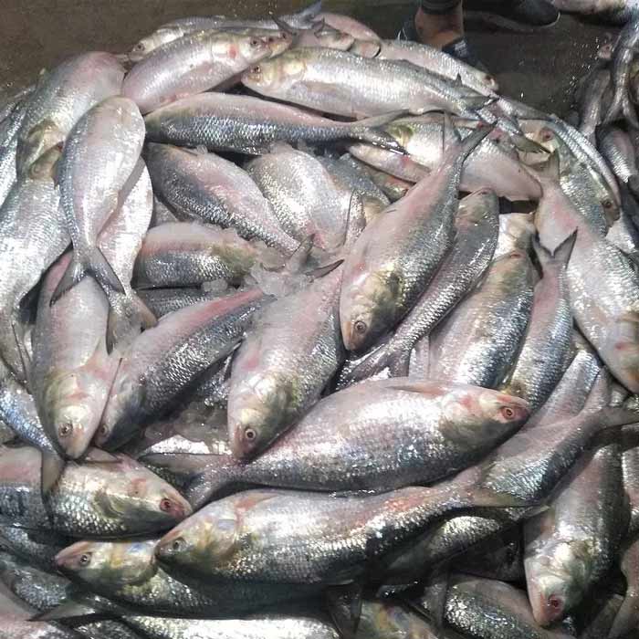 Bangladesh Interim Government grants export of hilsa to India dgtl