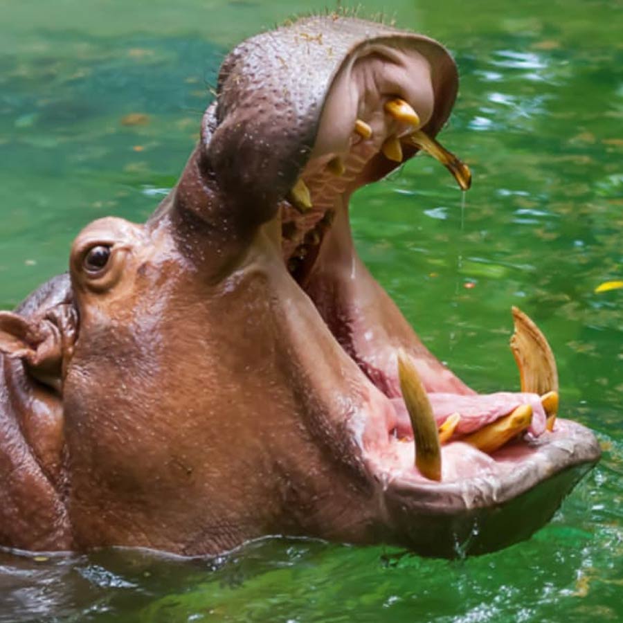 A passenger boat overturned by massive hippo