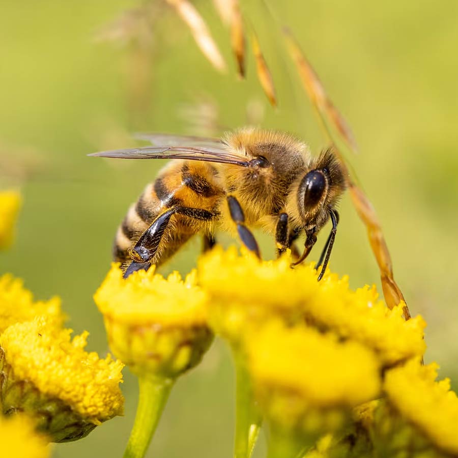 fight the pest menace