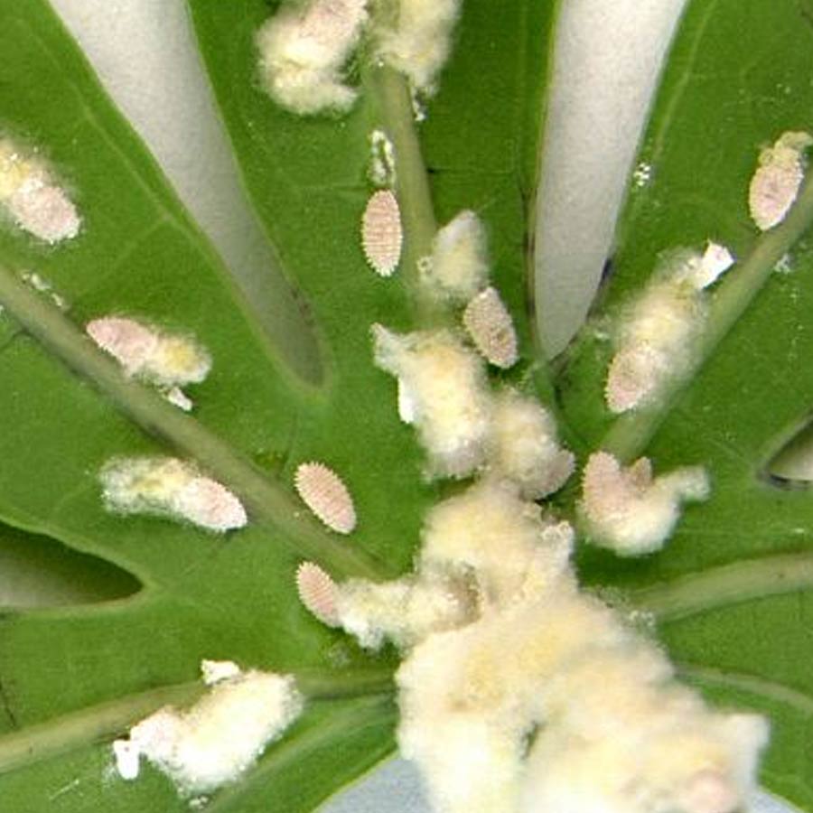 Fighting pests with biocontrol