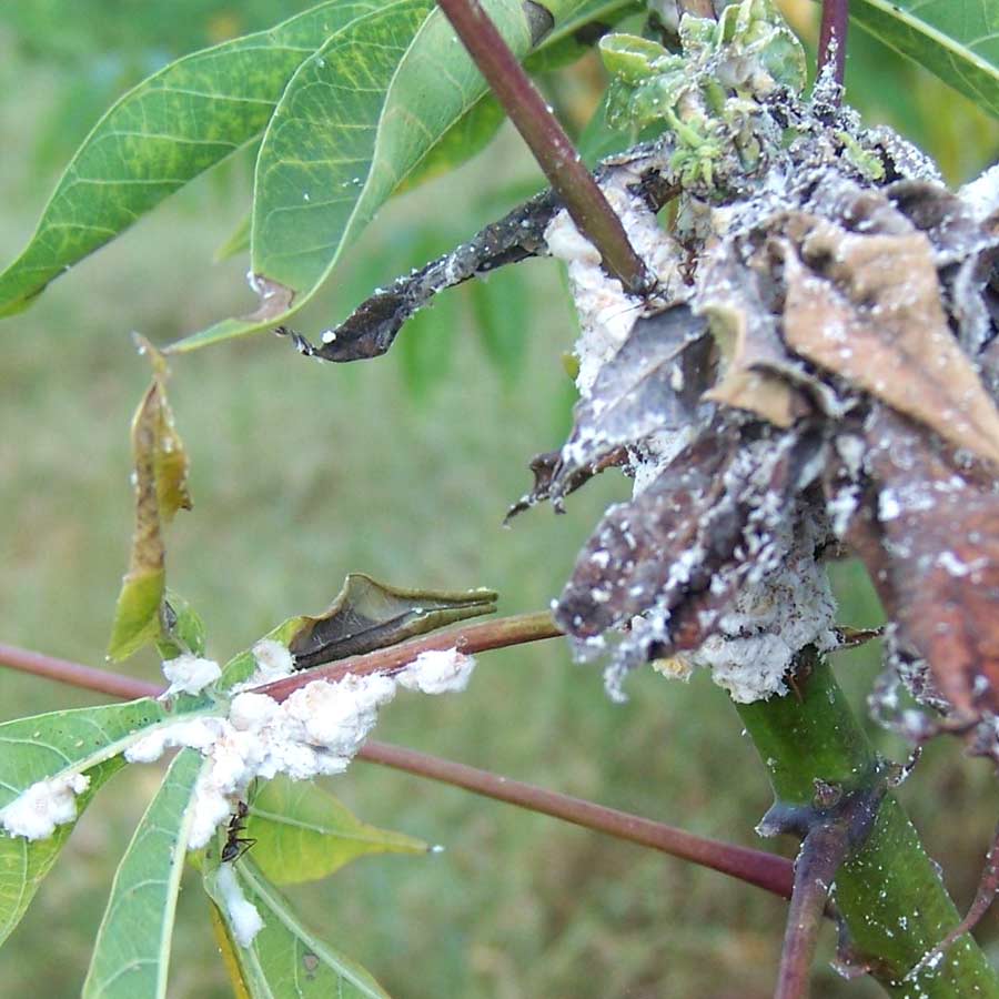 Fighting pests with biocontrol