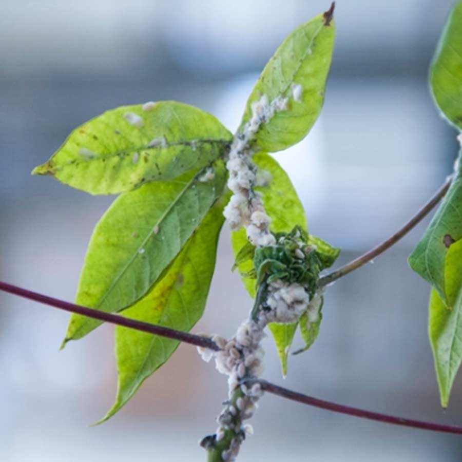 Fighting pests with biocontrol