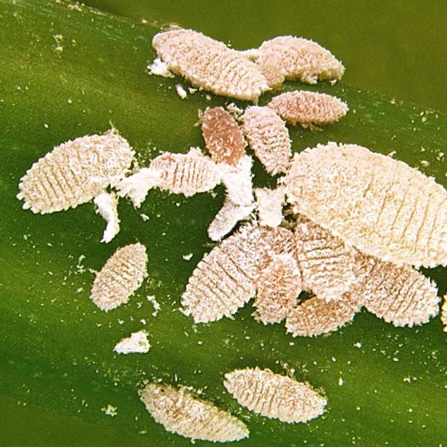 Fighting pests with biocontrol