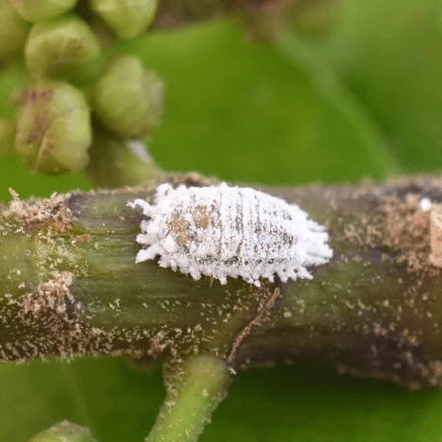 Fighting pests with biocontrol