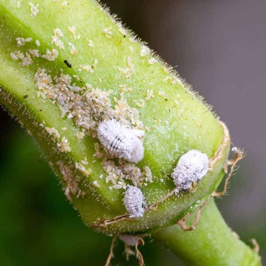 Fighting pests with biocontrol