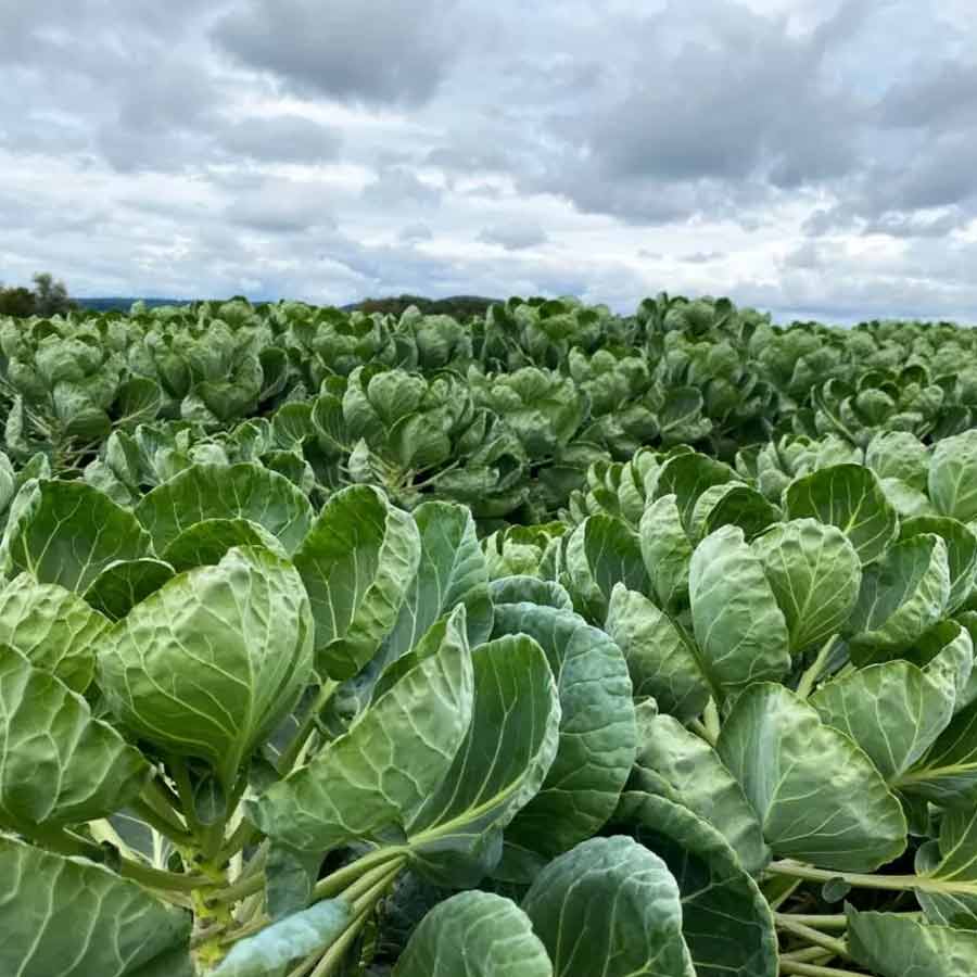 Fighting pests with biocontrol