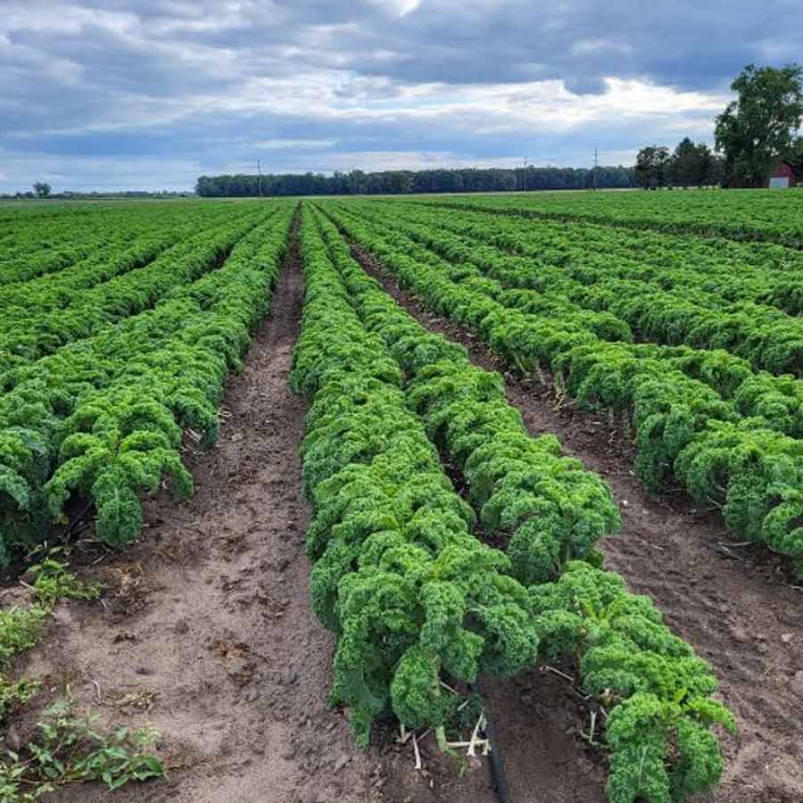 Fighting pests with biocontrol