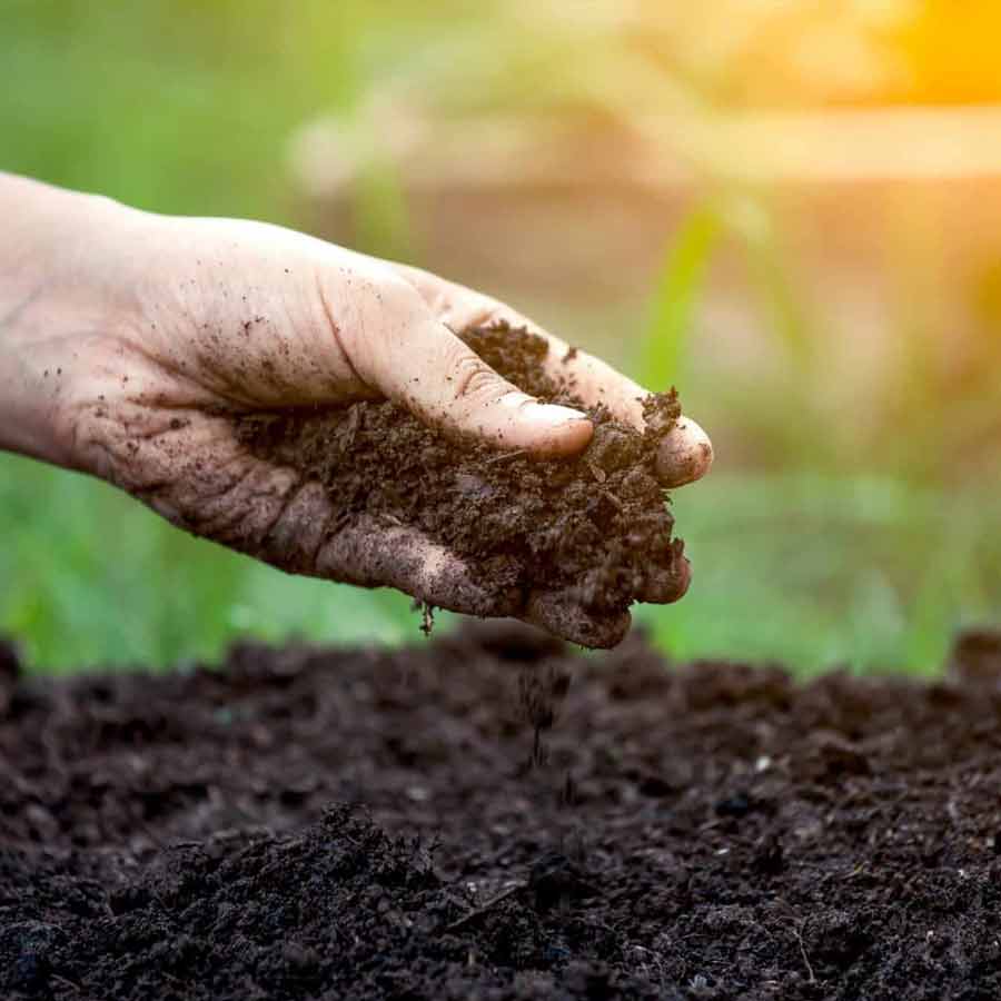 Fighting pests with biocontrol