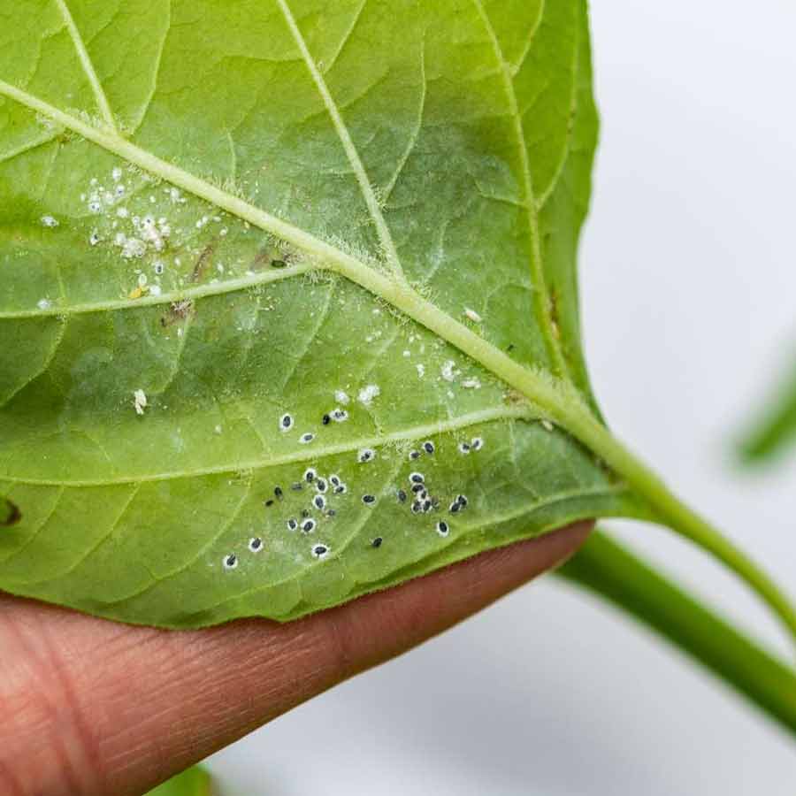 Fighting pests with biocontrol