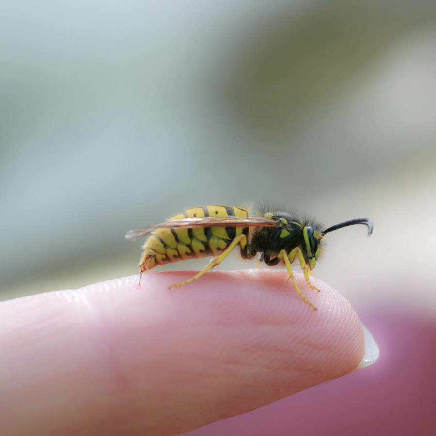Fighting pests with biocontrol