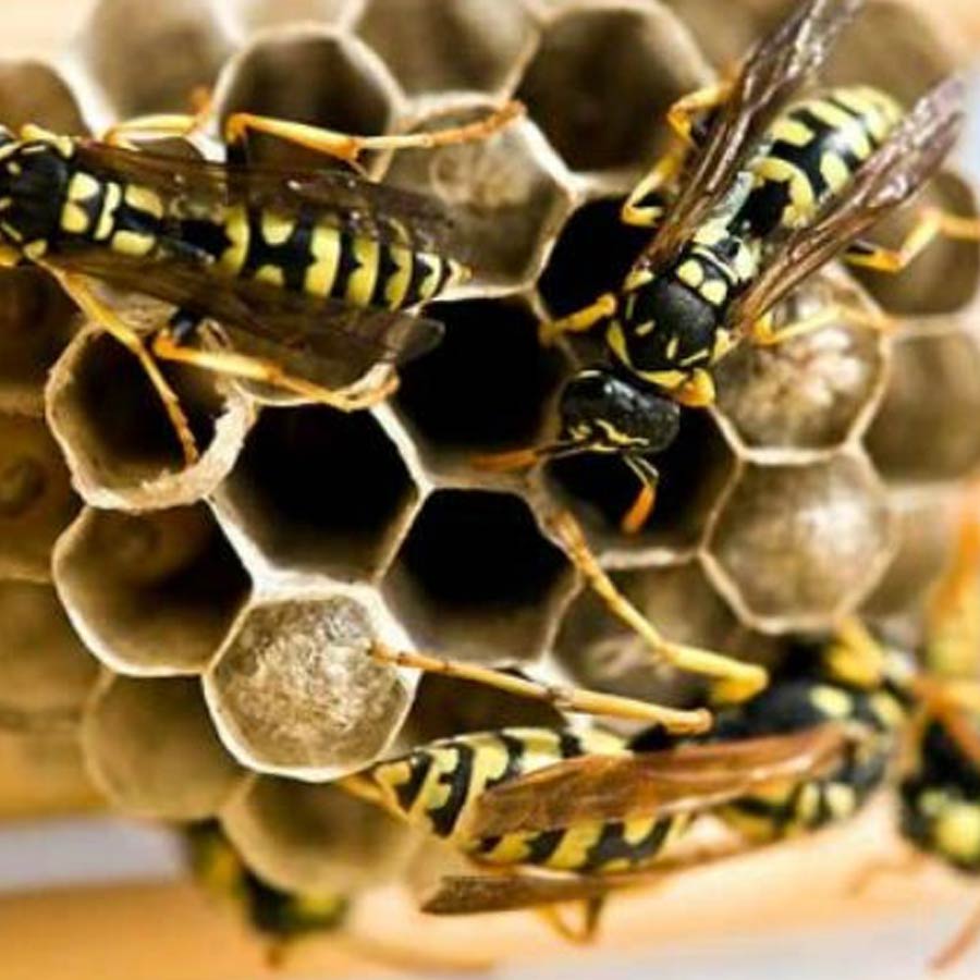 Fighting pests with biocontrol