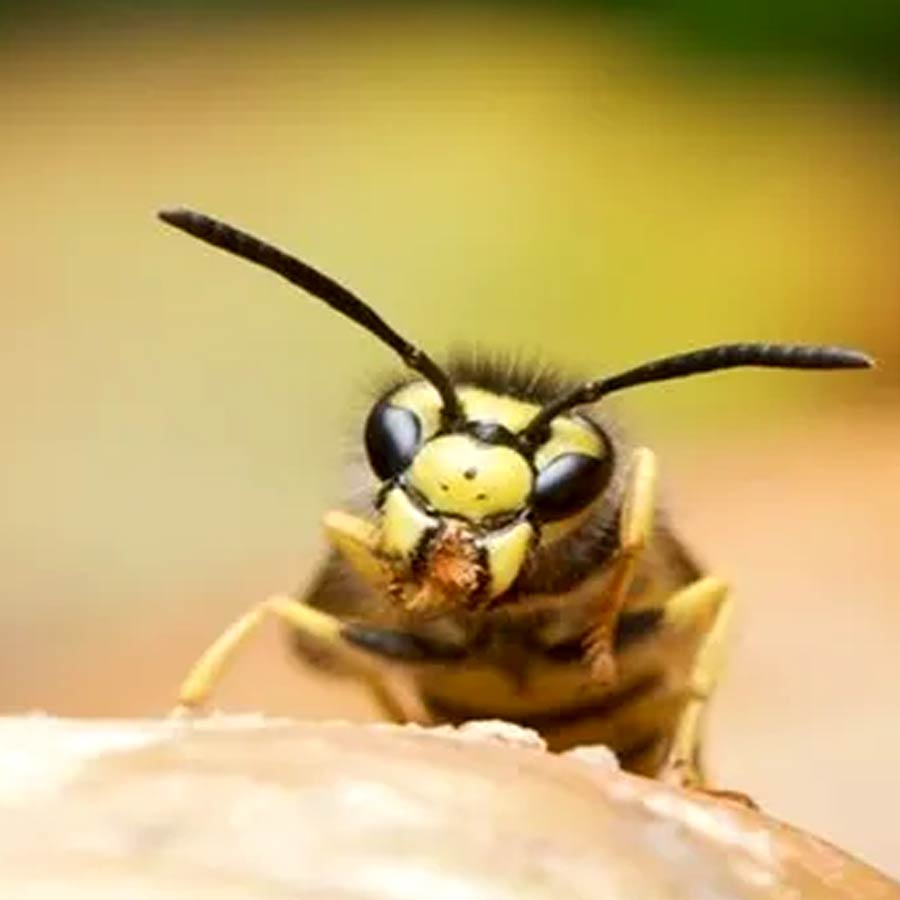 Fighting pests with biocontrol