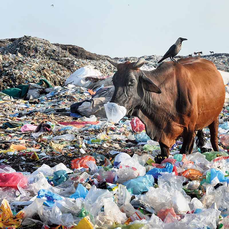 Veterinary recovers 40kg plastic from the stomach of stray cow dgtl