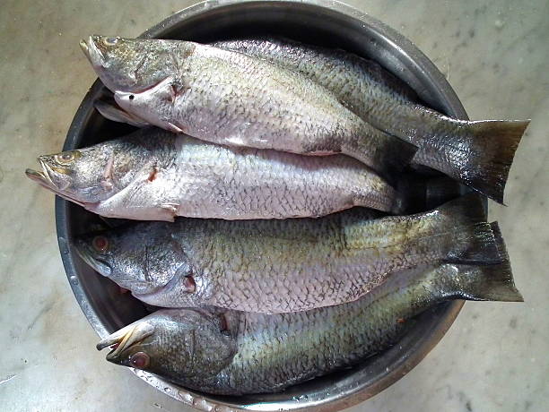 প্রয়োজনীয় উপকরণ (পুর তৈরির জন্য): মাছের পাটিসাপটার মূল আকর্ষণ হল এর পুর। পুর তৈরির জন্য যা যা লাগবে - কাঁটা ছাড়ানো মাছ (ভেটকি, কাতলা বা ইলিশ) – ২০০ গ্রাম, পেঁয়াজ কুচি – ১টি (বড়), আদা বাটা – ১ চামচ, রসুন বাটা – ১ চামচ, কাঁচালঙ্কা কুচি – ২-৩টি (ঝাল অনুযায়ী), জিরে গুঁড়ো – ১/২ চামচ, ধনে গুঁড়ো – ১/২ চামচ, গরম মশলা গুঁড়ো – ১/২ চামচ, ধনে পাতা কুচি – ২ চামচ, সর্ষের তেল – ২ চামচ, নুন ও চিনি – স্বাদ মতো। 