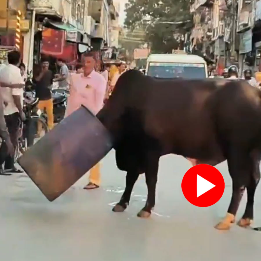 Stray bull’s head got stuck in blue drum in Rajasthan Sikar district goes viral dgtl