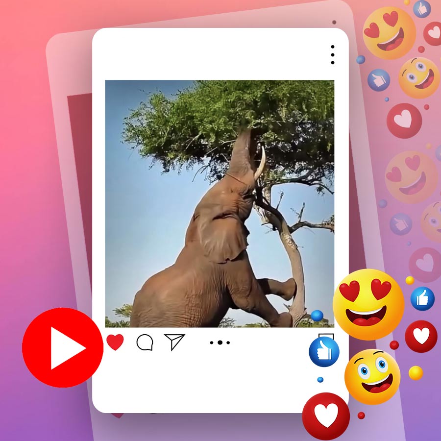 Video of elephant climbing on a tree goes viral dgtl