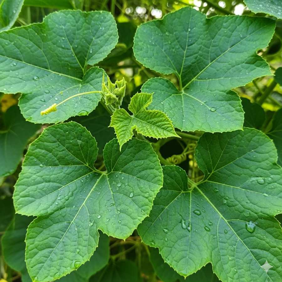 5 benefits of adding bottle gourd leaves in your Daily Diet dgtl