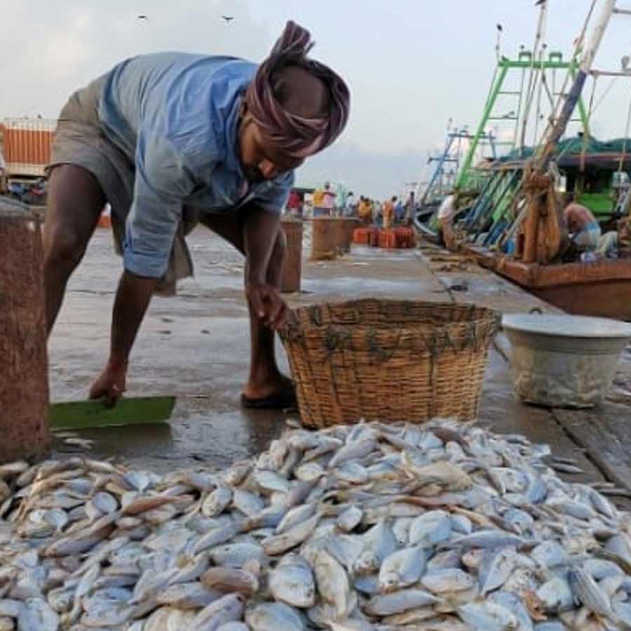 All need to know about How Seafood exporters affected due to America’s Tariff