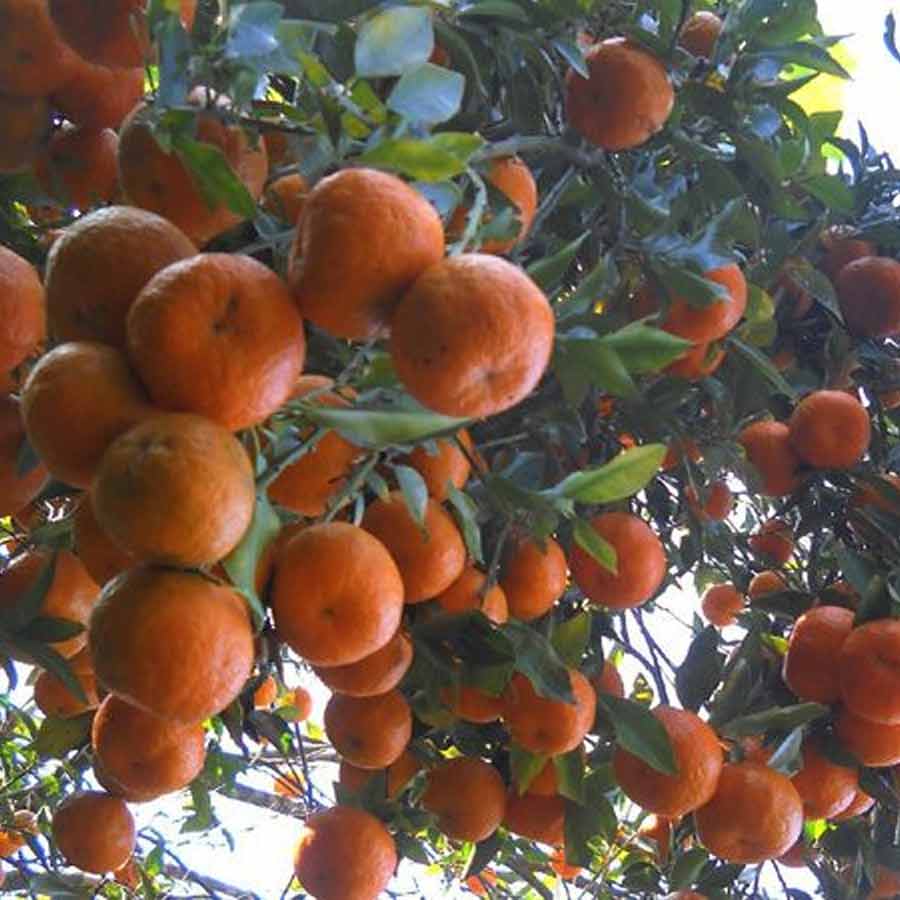 সিটংয়ের খ্যাতি কমলালেবুর জন্য। 