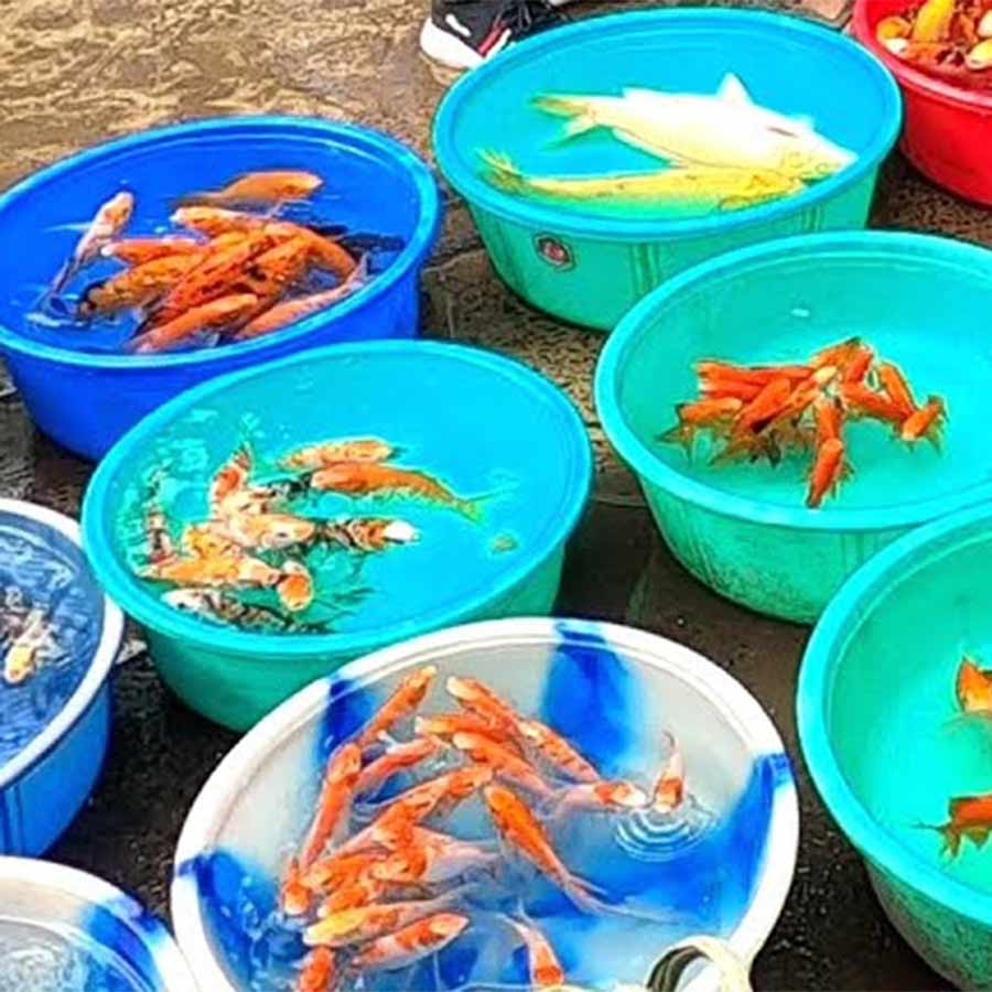 Howrah's color fish traders in trouble due to unrest in Nepal dgtld