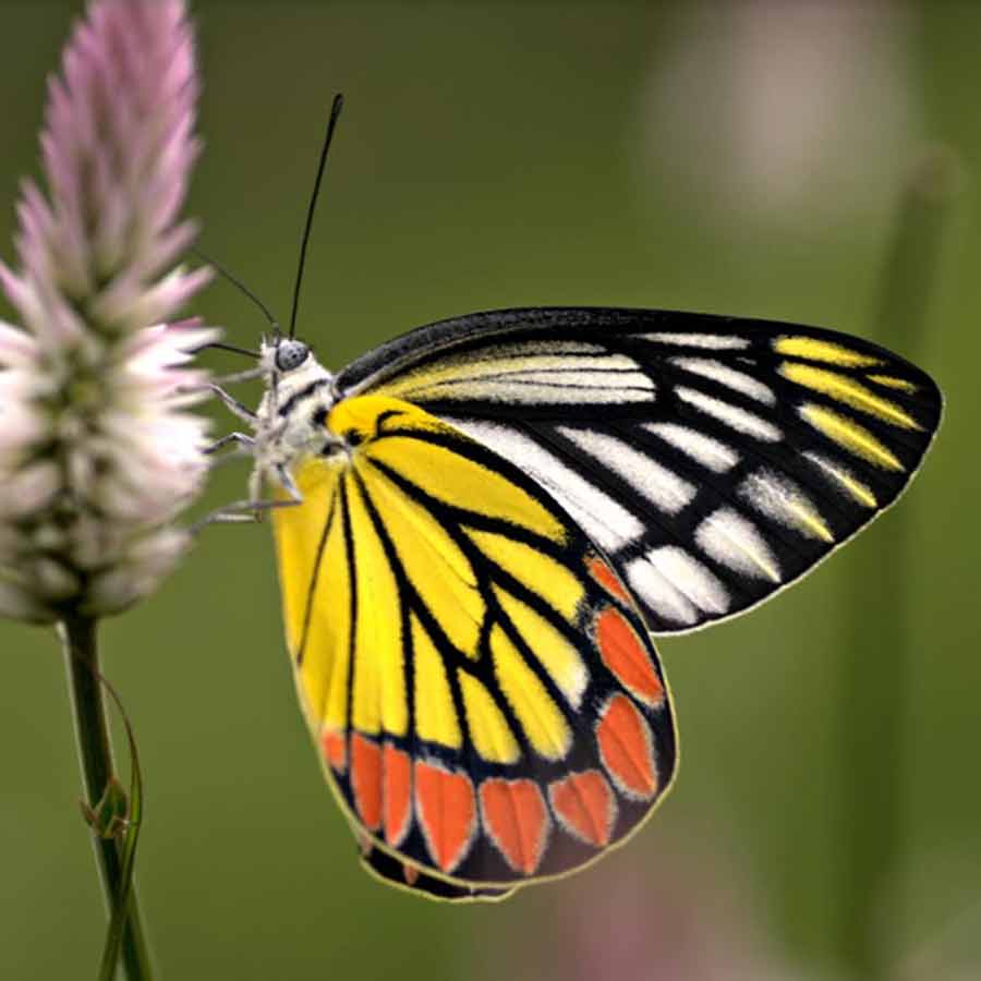 An effort to preserve species diversity of butterfly in Kolkata dgtl