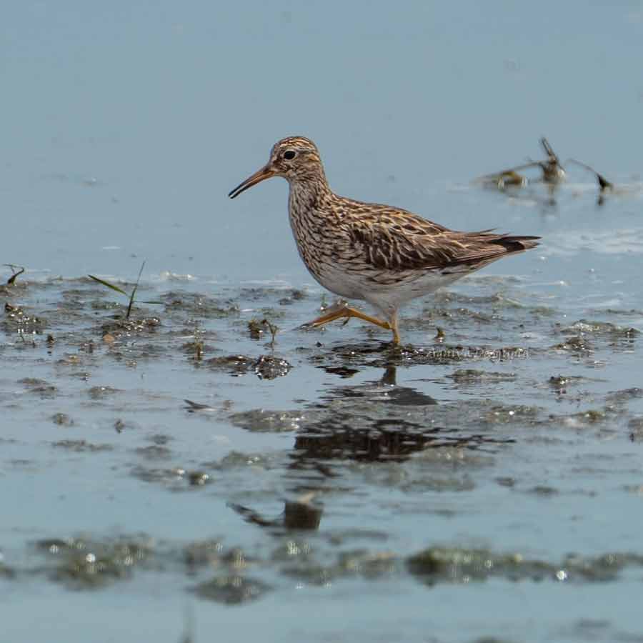 Pectoral Sandpiper clicked in Fraserganj area of South 24 Parganas dgtld