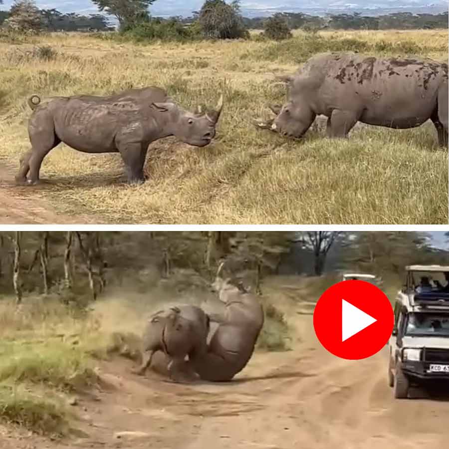 Video of two rhinoceros in front of tourists in Kenya goes viral dgtl