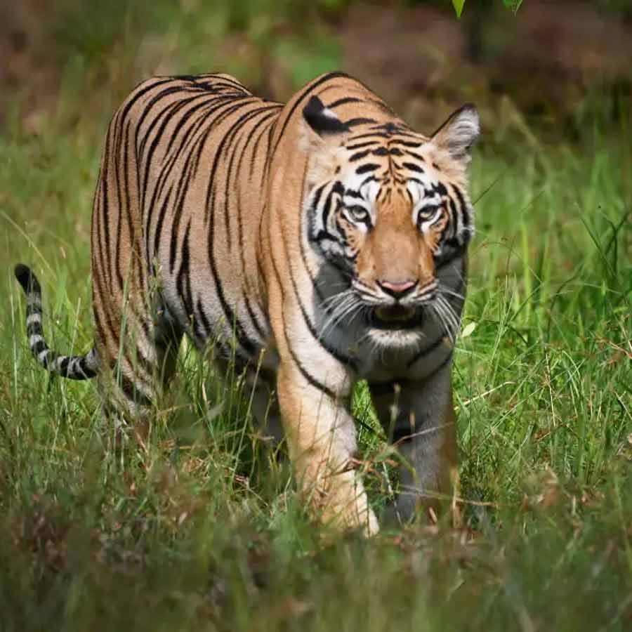 Fisherman killed by tiger attack in Sundarban dgtld