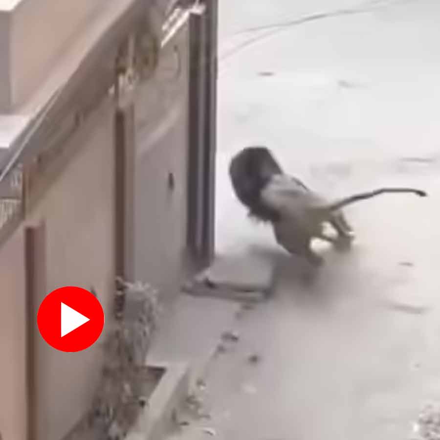 Video shows lion run away from locality as dogs bark