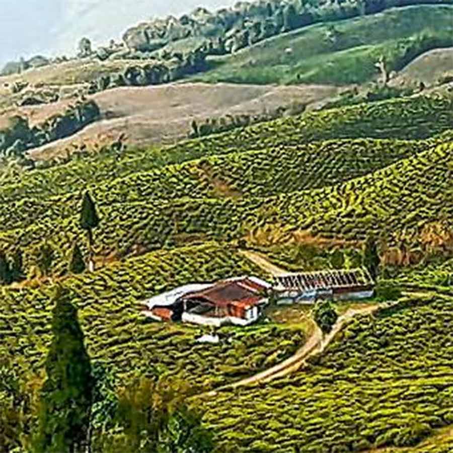 Concern rises over massive damage in tea farming due to heavy rainfall in North Bengal