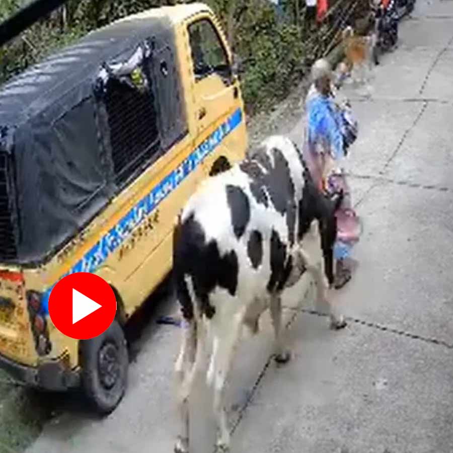 an elderly woman critically injured in a bull attack