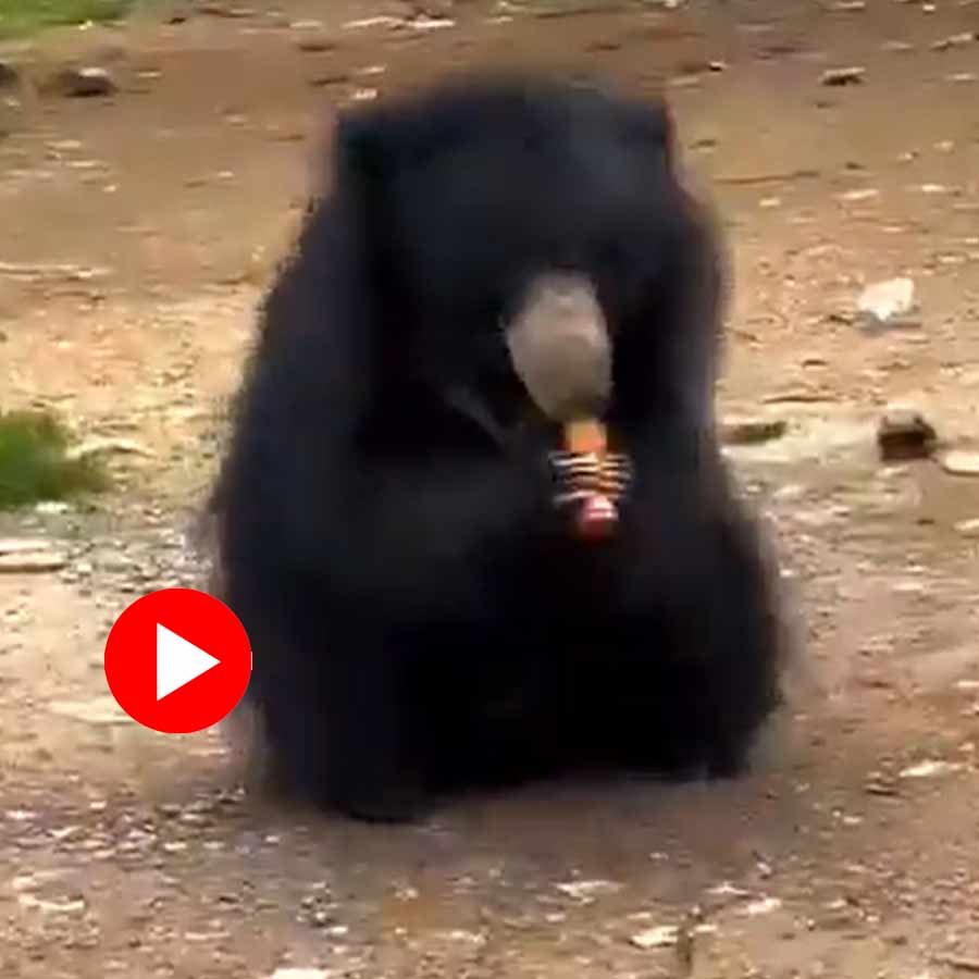 Video of youth feeding cold drink to bear in Chhattisgarh for making reel goes viral dgtl