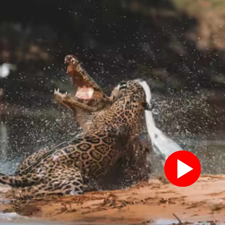 Video shows Jaguar attack crocodile from water, what happens next
