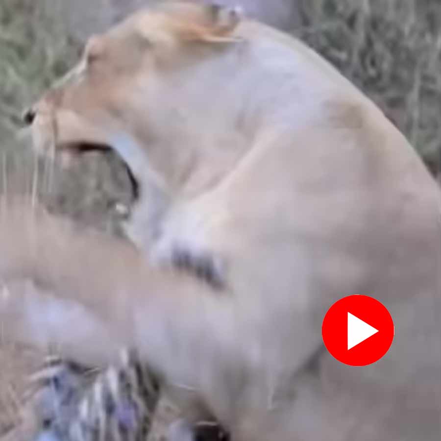 Video shows fight between leopard and lioness goes viral
