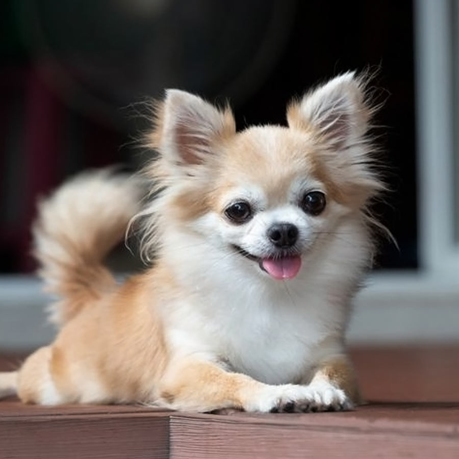 Indore Man Mocked Neighbour By Naming His Pet, Case Filed dgtl