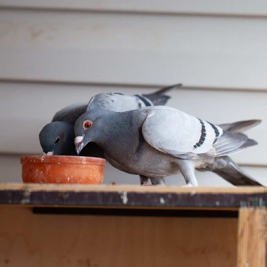 Five tricks to follow to keep your balcony pegion-free dgtl