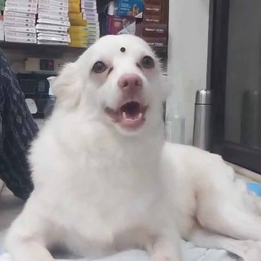 সুস্থ হয়ে বাড়ি স্বমেজাজে চিকু।