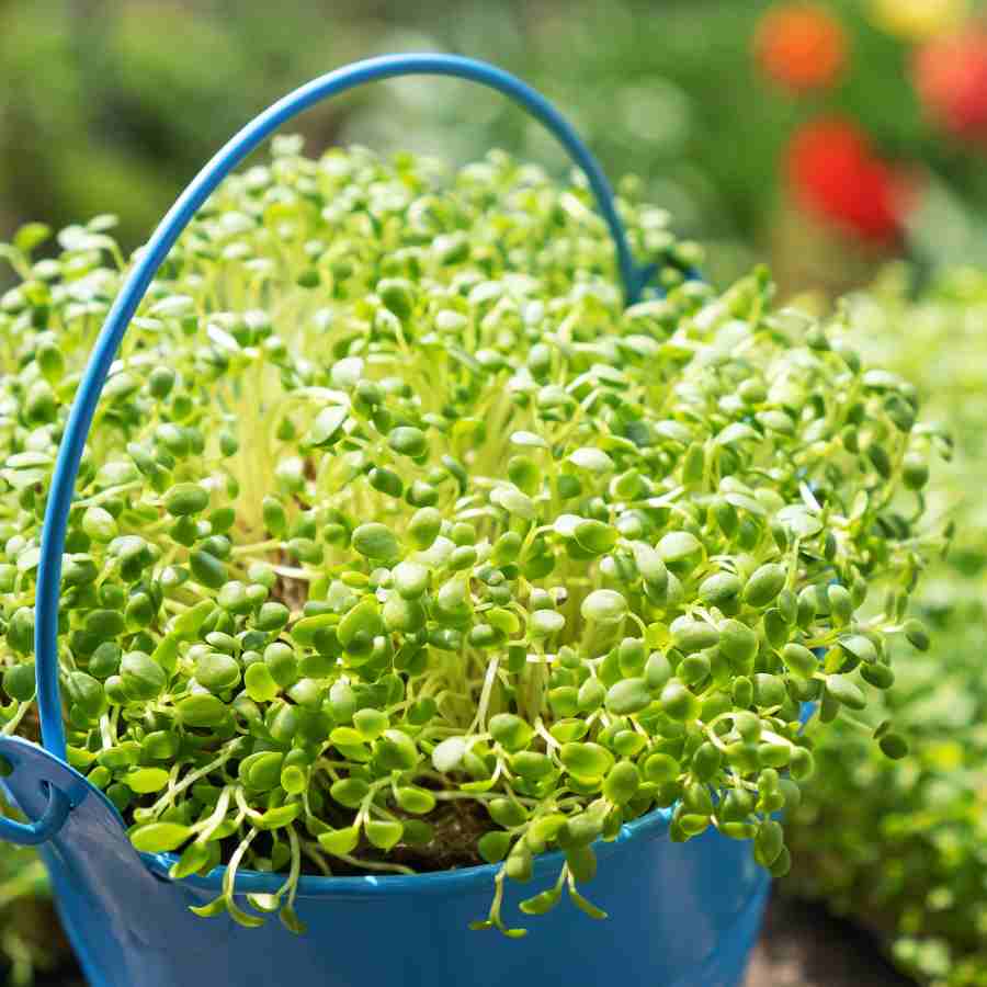 Chia or chia microgreens which one is healthier dgtl