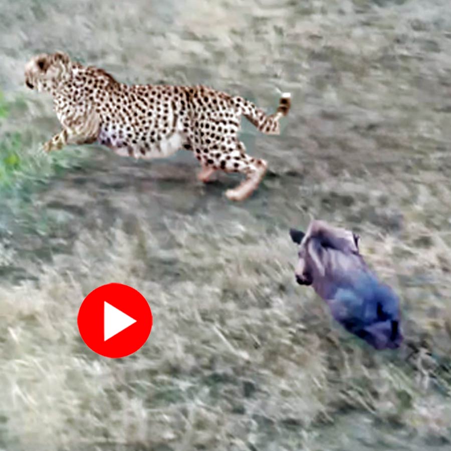 Video of baby warthog chasing three cheetahs goes viral dgtl