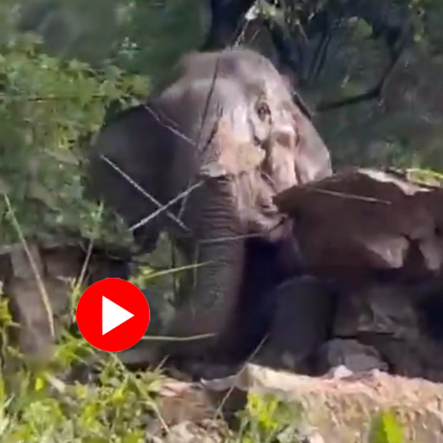 Video of Tamil Nadu forest team rescuing elephant from water tank goes viral dgtl
