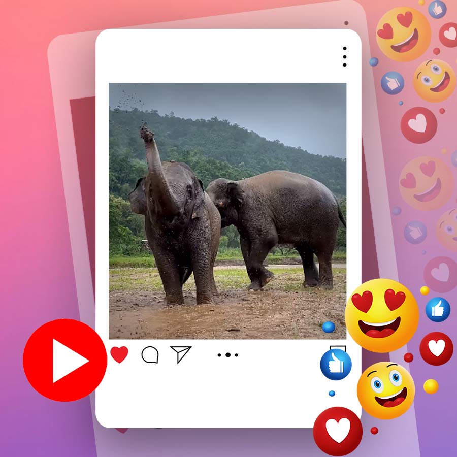 Video of elephants playing with mud during rainfall goes viral dgtl