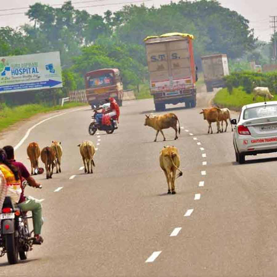 'Prani Mitra' will keep a watchful eye to prevent livestock from roaming on the roads