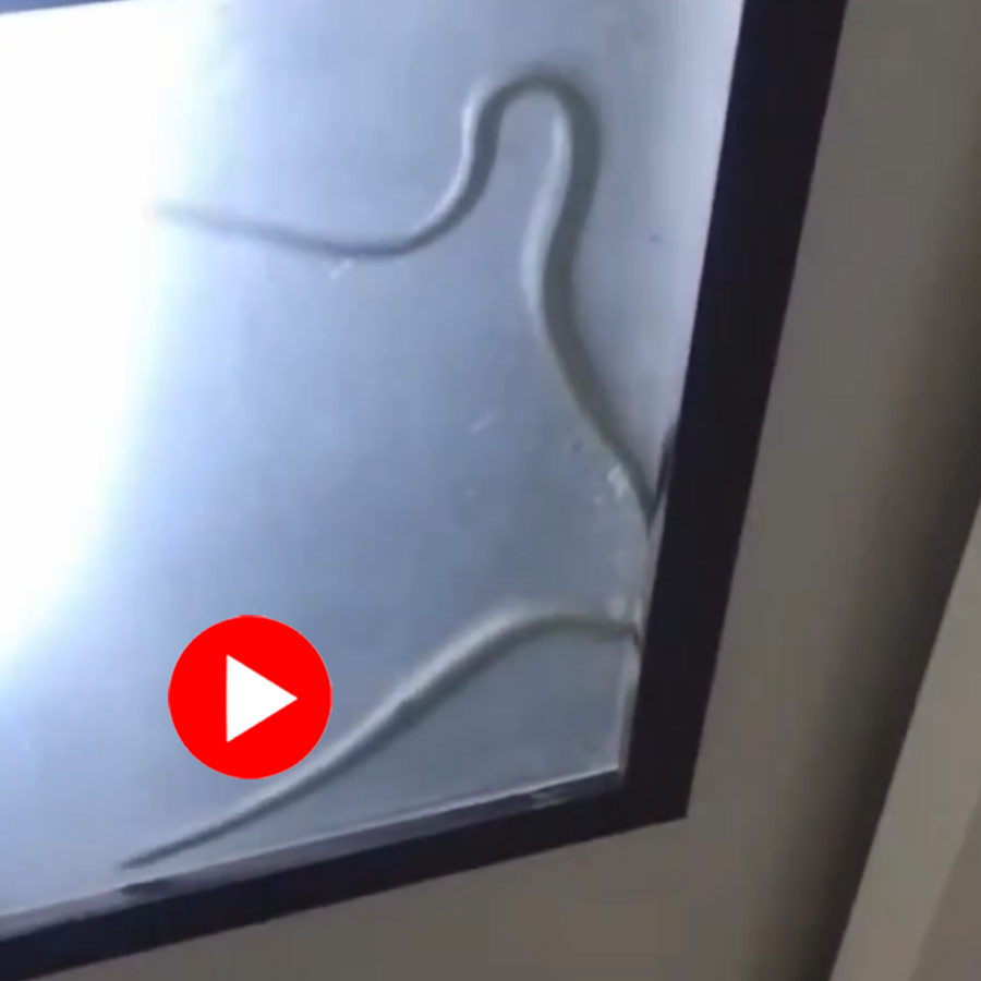 Video of a cobra entered in the kitchen and family locked themselves in rooms for 36 hours dgtl