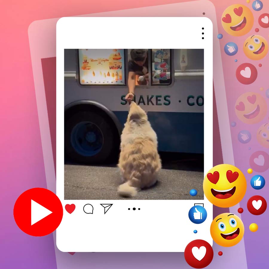 Video of dog waiting for ice cream van goes viral dgtl
