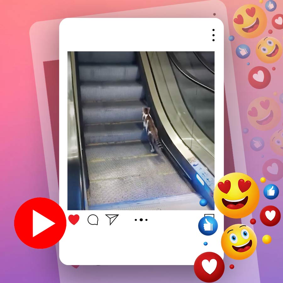 Video of cat running on escalator in Istanbul airport goes viral dgtl