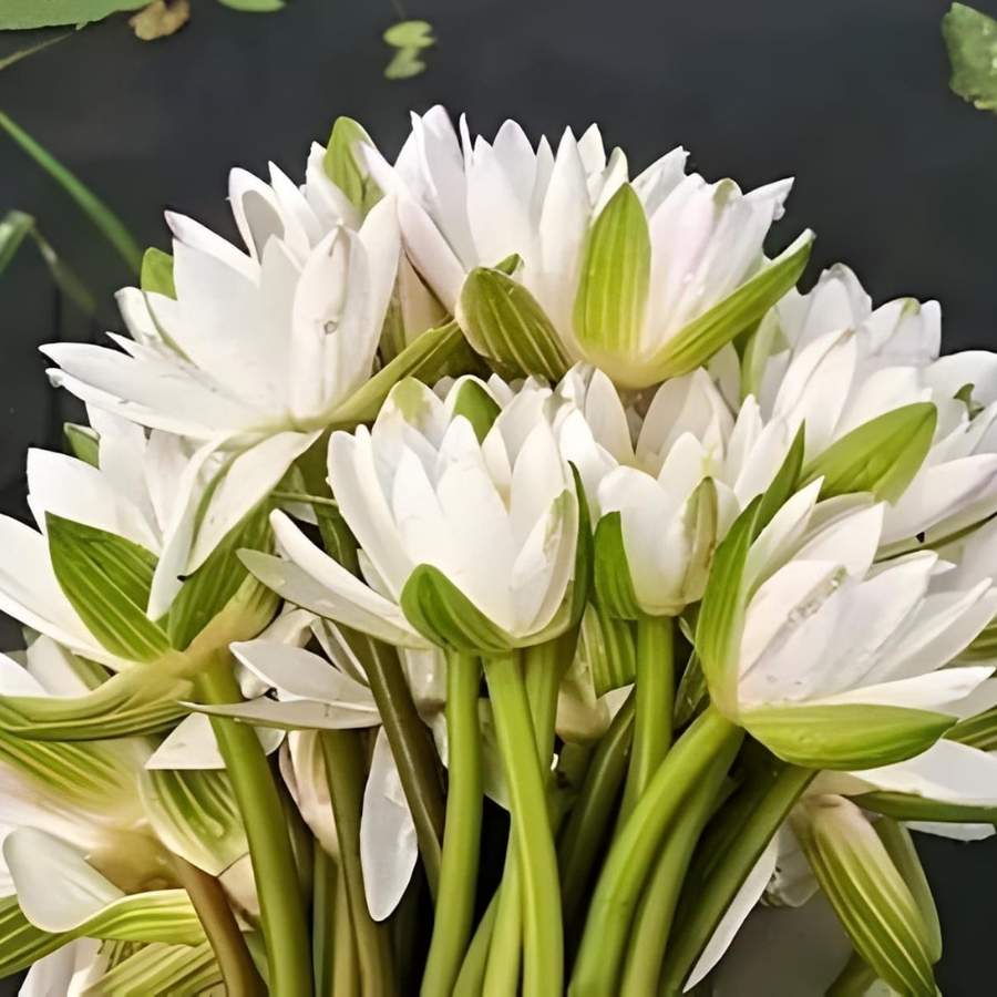 The Significance of water lily flower in Vishwakarma and Ranna Puja dgtl